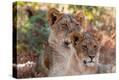 Stretched Canvas Print