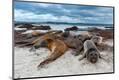 Premium Photographic Print