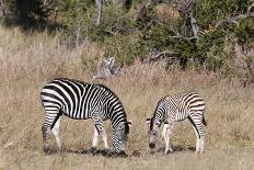 Zebra, Khwai Concession, Okavango Delta, Botswana, Africa-Sergio-Photographic Print