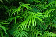 Ferns Leaves Green Foliage Tropical Background-SergWSQ-Photographic Print