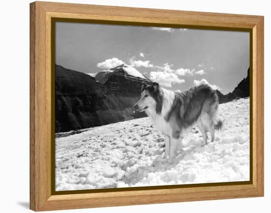 Serie Televisee Lassie 1954-74-null-Framed Stretched Canvas