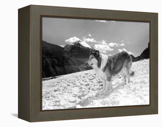 Serie Televisee Lassie 1954-74-null-Framed Stretched Canvas