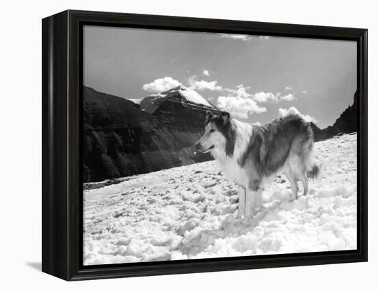Serie Televisee Lassie 1954-74-null-Framed Stretched Canvas