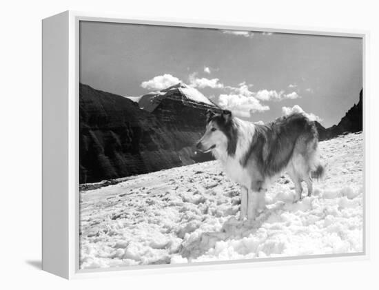 Serie Televisee Lassie 1954-74-null-Framed Stretched Canvas