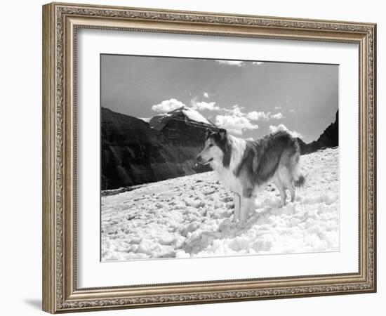 Serie Televisee Lassie 1954-74-null-Framed Photo