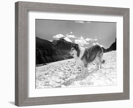 Serie Televisee Lassie 1954-74-null-Framed Photo