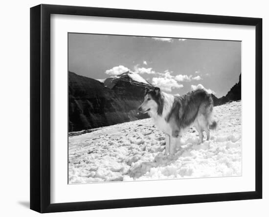 Serie Televisee Lassie 1954-74-null-Framed Photo