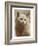 Serious Cat-null-Framed Art Print