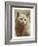 Serious Cat-null-Framed Art Print