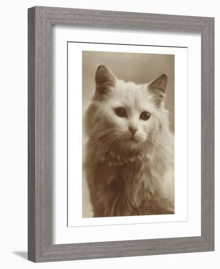 Serious Cat-null-Framed Art Print