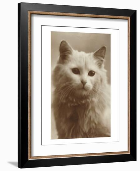Serious Cat-null-Framed Art Print