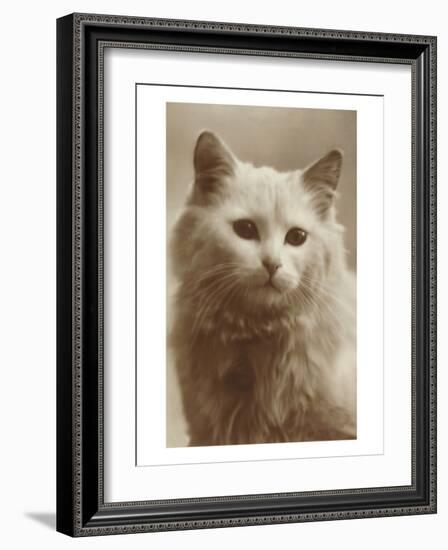 Serious Cat-null-Framed Art Print