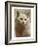 Serious Cat-null-Framed Art Print