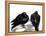 Serious Pigeon Situation, 2012-Nancy Moniz-Framed Premier Image Canvas