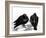 Serious Pigeon Situation, 2012-Nancy Moniz-Framed Giclee Print