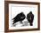 Serious Pigeon Situation, 2012-Nancy Moniz-Framed Giclee Print