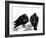 Serious Pigeon Situation, 2012-Nancy Moniz-Framed Giclee Print