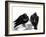 Serious Pigeon Situation, 2012-Nancy Moniz-Framed Giclee Print