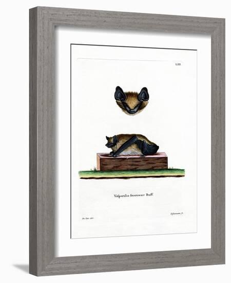 Serotine Bat-null-Framed Giclee Print