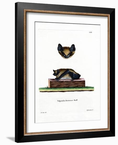 Serotine Bat-null-Framed Giclee Print