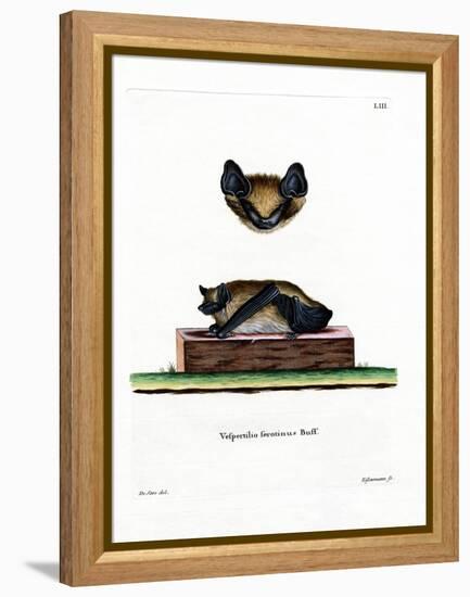 Serotine Bat-null-Framed Premier Image Canvas