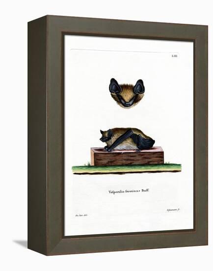 Serotine Bat-null-Framed Premier Image Canvas