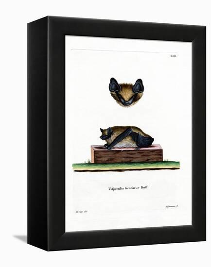 Serotine Bat-null-Framed Premier Image Canvas