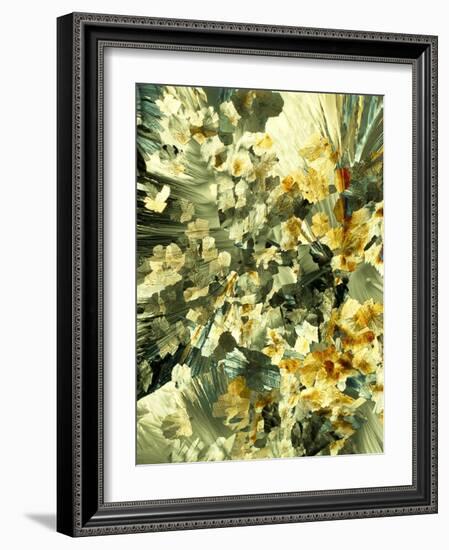 Serotonin Crystals, Light Micrograph-PASIEKA-Framed Photographic Print