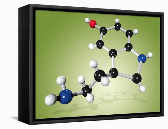 Serotonin Neurotransmitter Molecule-Miriam Maslo-Framed Premier Image Canvas