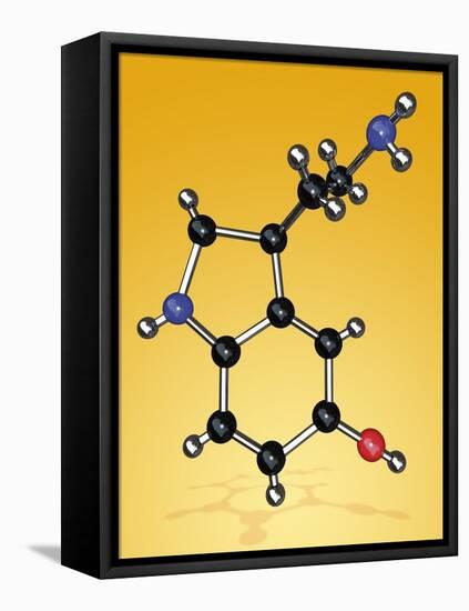 Serotonin Neurotransmitter Molecule-Miriam Maslo-Framed Premier Image Canvas