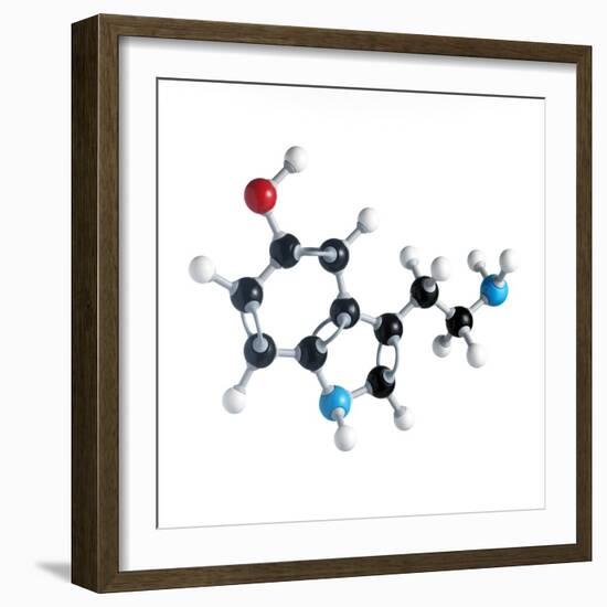 Serotonin Neurotransmitter Molecule-Science Photo Library-Framed Premium Photographic Print