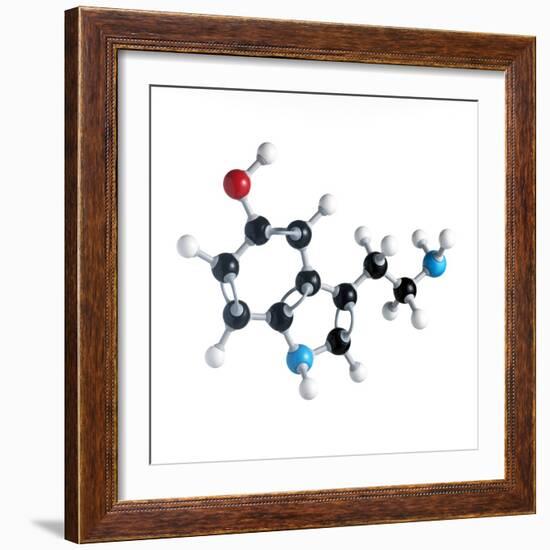 Serotonin Neurotransmitter Molecule-Science Photo Library-Framed Premium Photographic Print