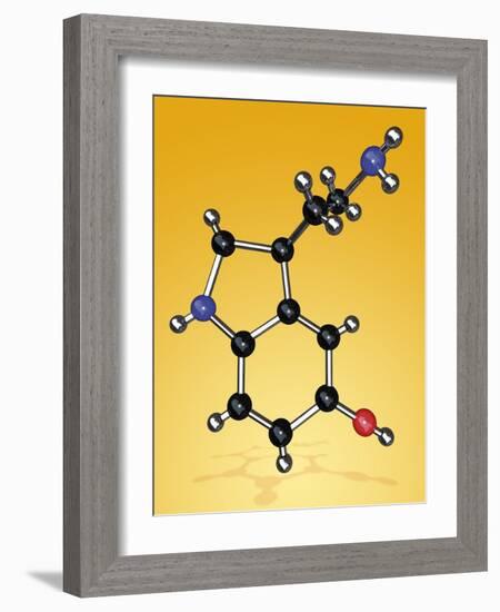 Serotonin Neurotransmitter Molecule-Miriam Maslo-Framed Photographic Print