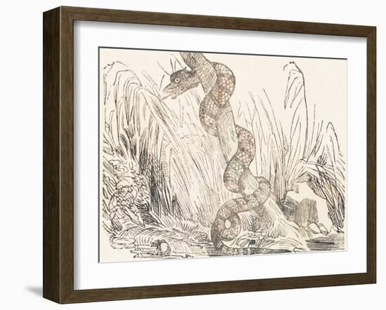 Serpent, 1850 (Engraving)-Louis Simon (1810-1870) Lassalle-Framed Giclee Print