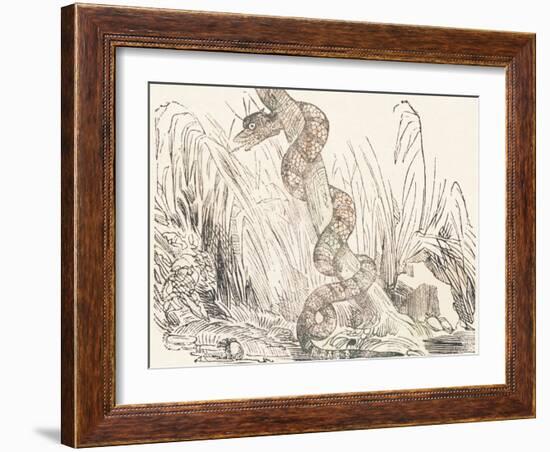 Serpent, 1850 (Engraving)-Louis Simon (1810-1870) Lassalle-Framed Giclee Print