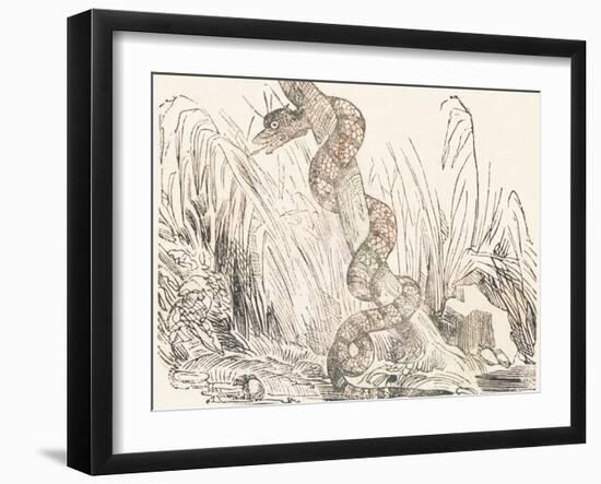 Serpent, 1850 (Engraving)-Louis Simon (1810-1870) Lassalle-Framed Giclee Print