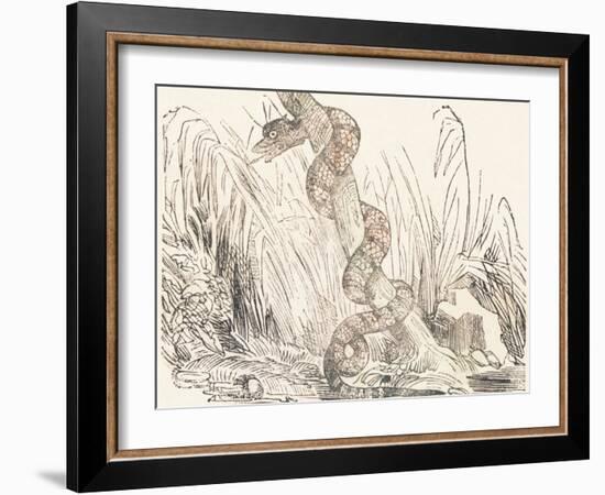 Serpent, 1850 (Engraving)-Louis Simon (1810-1870) Lassalle-Framed Giclee Print