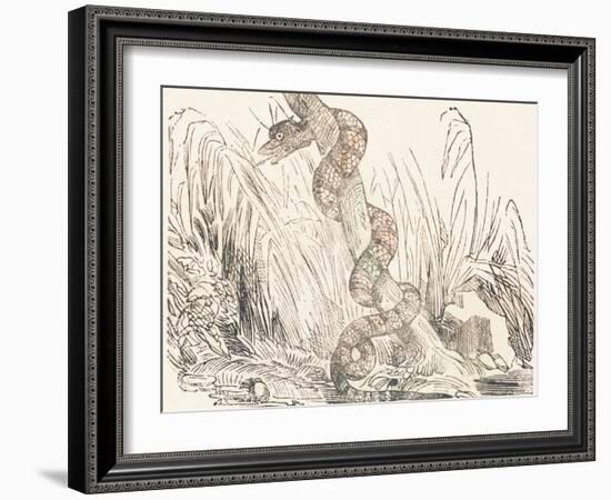 Serpent, 1850 (Engraving)-Louis Simon (1810-1870) Lassalle-Framed Giclee Print