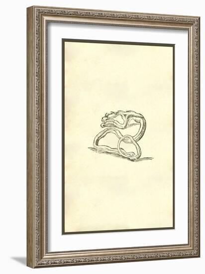 Serpent Dicephalos-Ulisse Aldrovandi-Framed Art Print