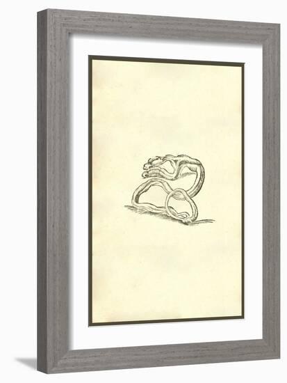 Serpent Dicephalos-Ulisse Aldrovandi-Framed Art Print