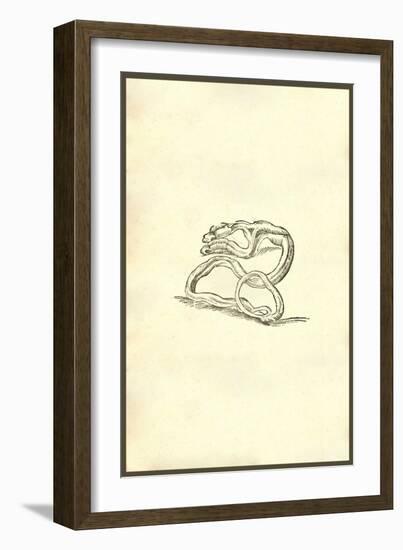 Serpent Dicephalos-Ulisse Aldrovandi-Framed Art Print