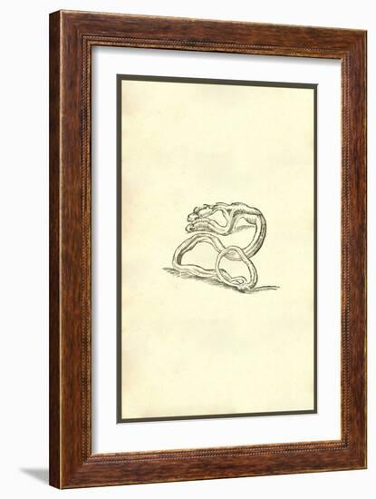 Serpent Dicephalos-Ulisse Aldrovandi-Framed Art Print