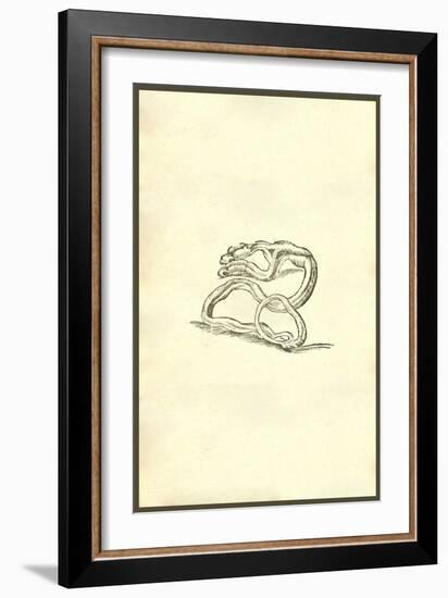 Serpent Dicephalos-Ulisse Aldrovandi-Framed Art Print