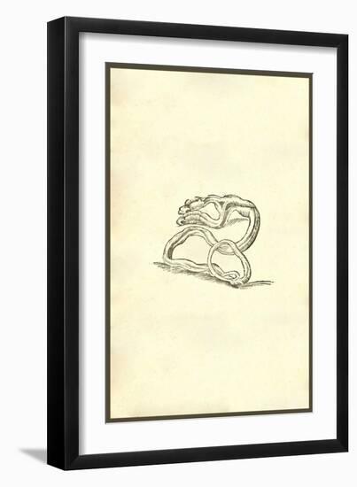 Serpent Dicephalos-Ulisse Aldrovandi-Framed Art Print