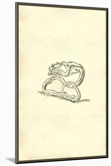 Serpent Dicephalos-Ulisse Aldrovandi-Mounted Art Print