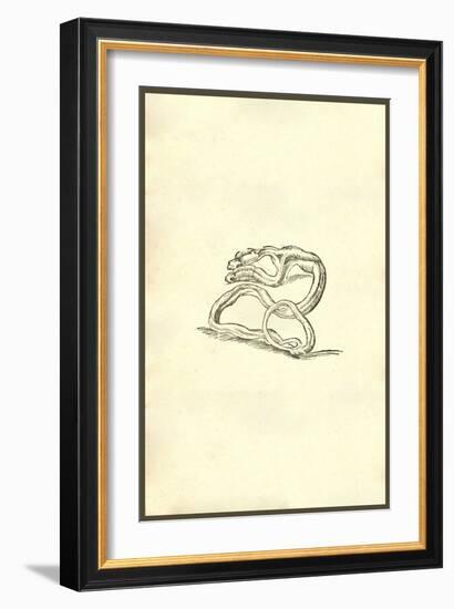 Serpent Dicephalos-Ulisse Aldrovandi-Framed Art Print