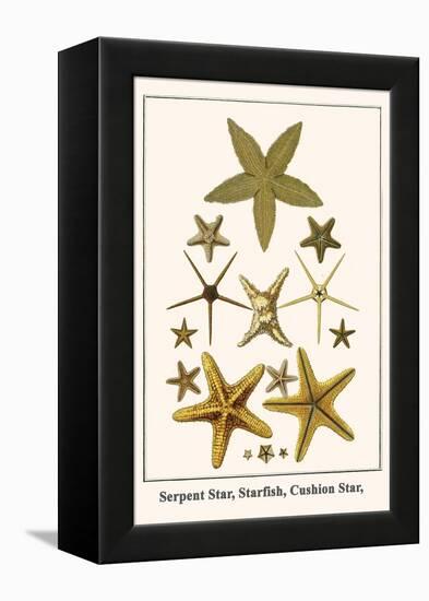 Serpent Star, Starfish, Cushion Star,-Albertus Seba-Framed Stretched Canvas