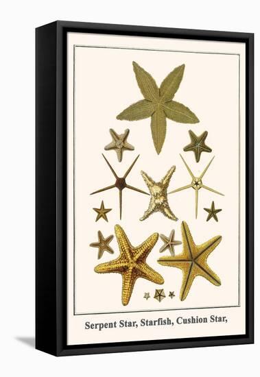 Serpent Star, Starfish, Cushion Star,-Albertus Seba-Framed Stretched Canvas