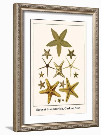 Serpent Star, Starfish, Cushion Star,-Albertus Seba-Framed Art Print