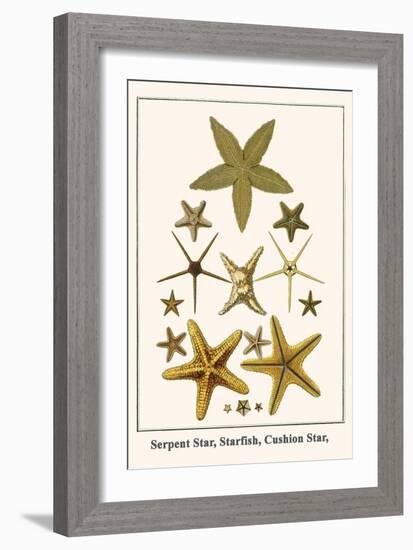 Serpent Star, Starfish, Cushion Star,-Albertus Seba-Framed Art Print